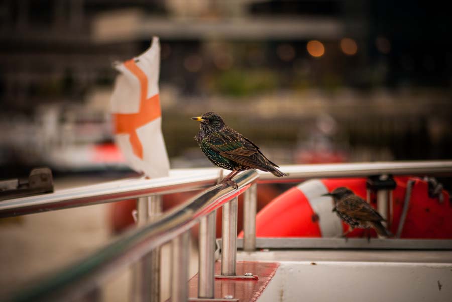 Wildlife along the Thames.